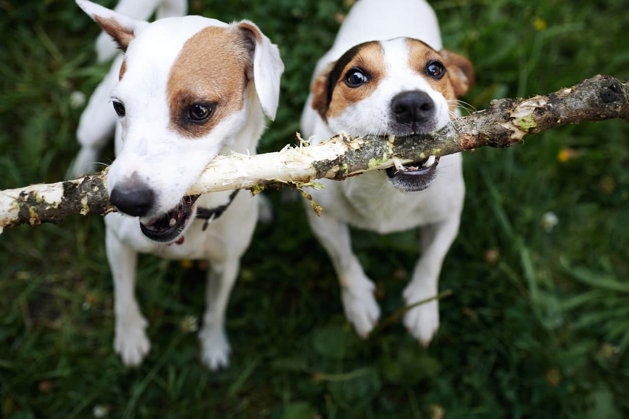 two dogs sharing a stick