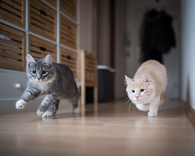 Two cats running down hall in house