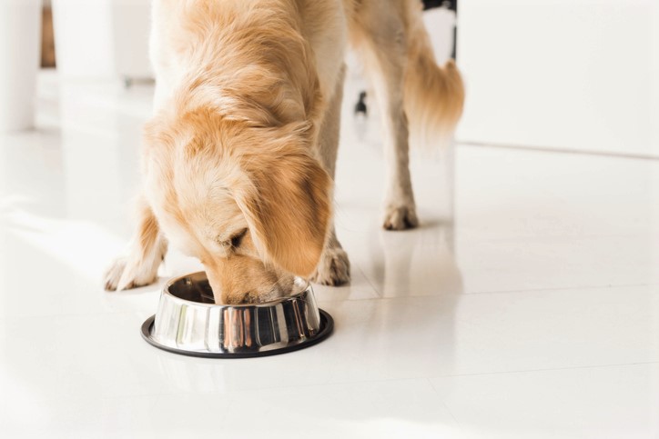 senior dog eating food out of bowl