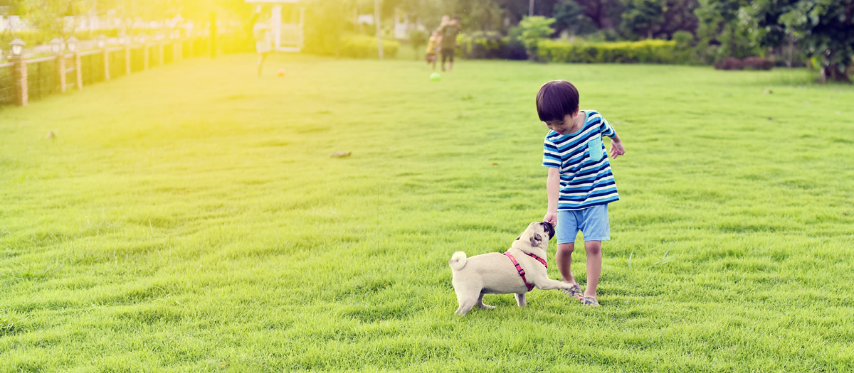 boy playing with pet dog
