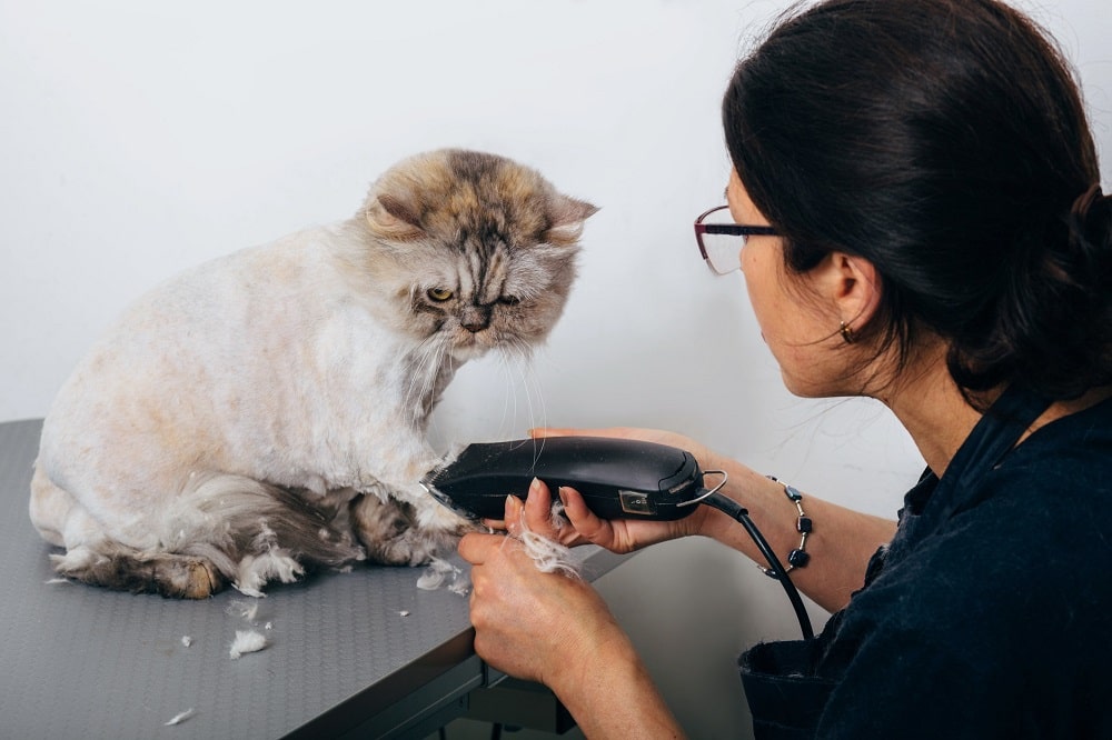 Cat Groom