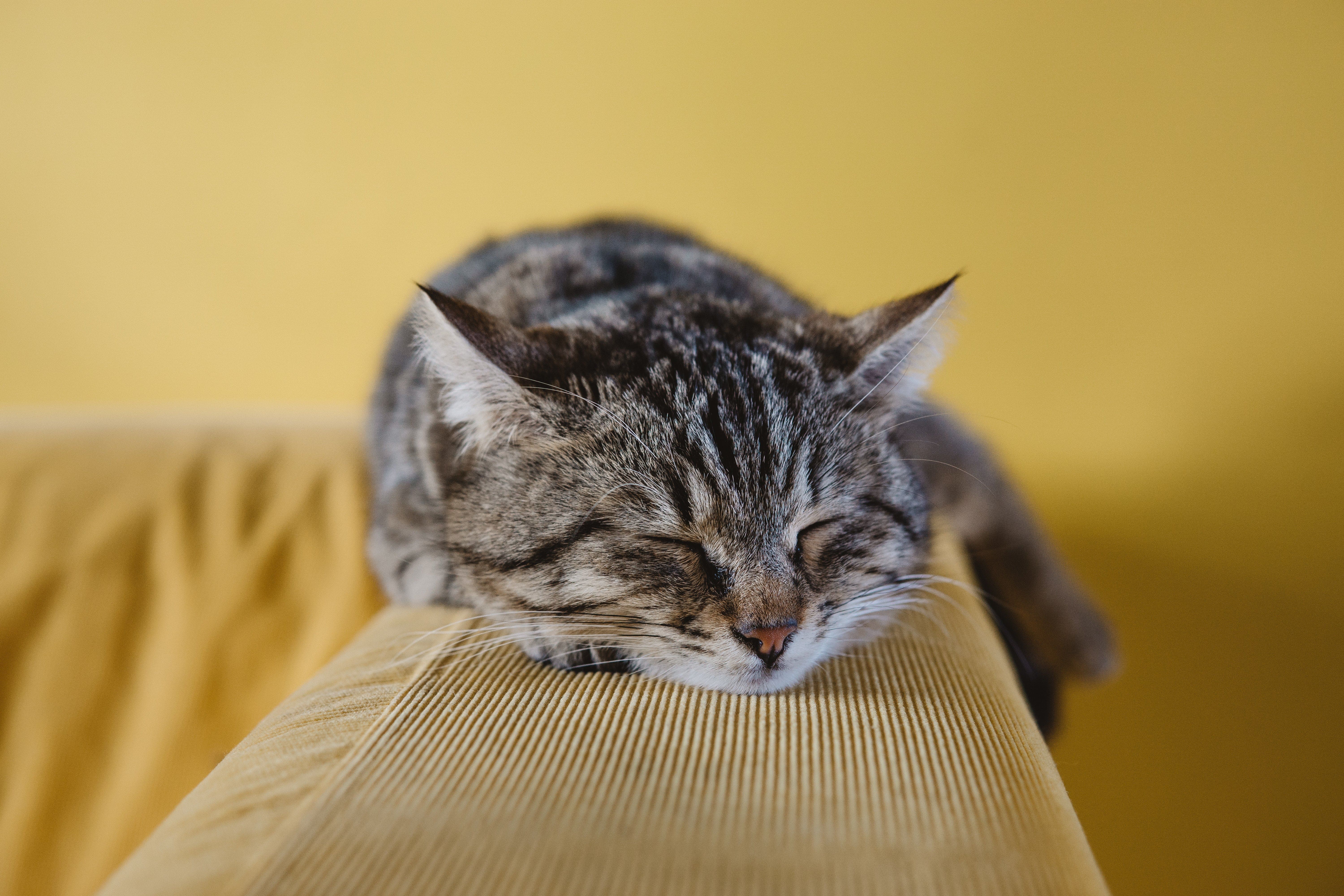 Cat on couch spaying and neutering