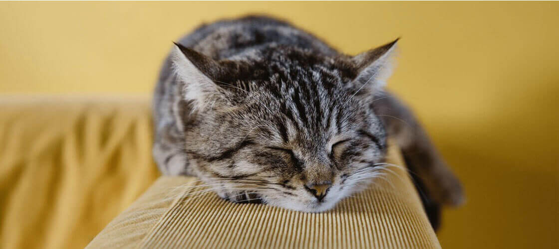 Cat on couch spaying and neutering