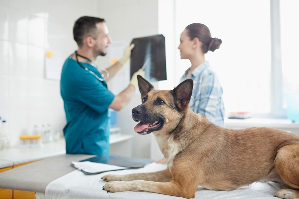 Dog at Vet