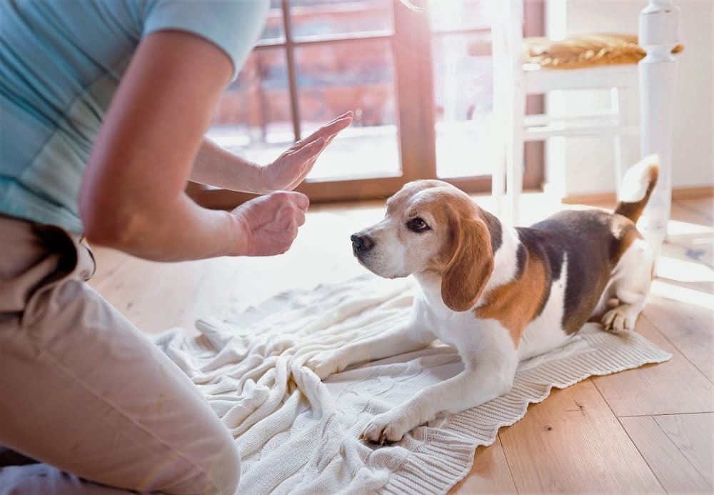 Pet Trainer