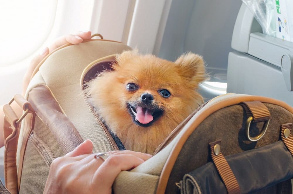 Pom on Plane